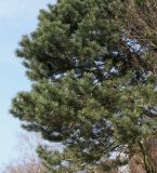 Pinus sylvestris. Часть кроны плодоносящего дерева. Германия, г. Кемпен, у детской площадки. 25.03.2013.