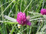 Trifolium alpestre