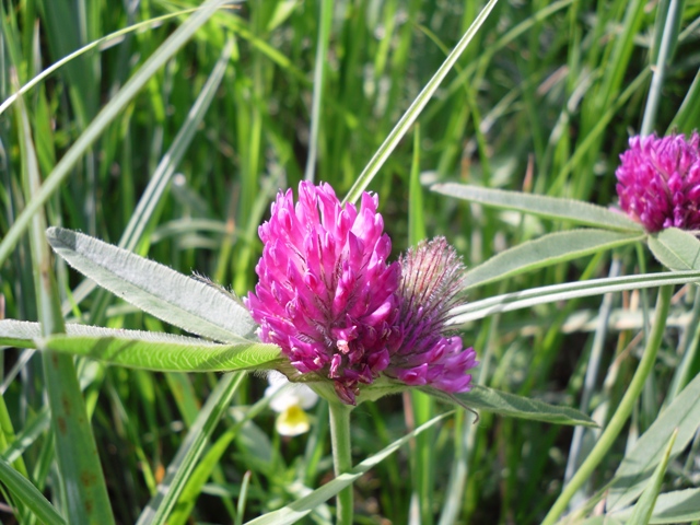 Изображение особи Trifolium alpestre.