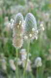 Plantago lagopus