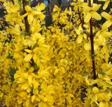Forsythia × intermedia. Ветви с цветками. Германия, г. Кемпен, у прогулочной дорожки. 19.04.2013.