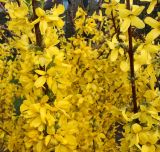 Forsythia × intermedia. Ветви с цветками. Германия, г. Кемпен, у прогулочной дорожки. 19.04.2013.