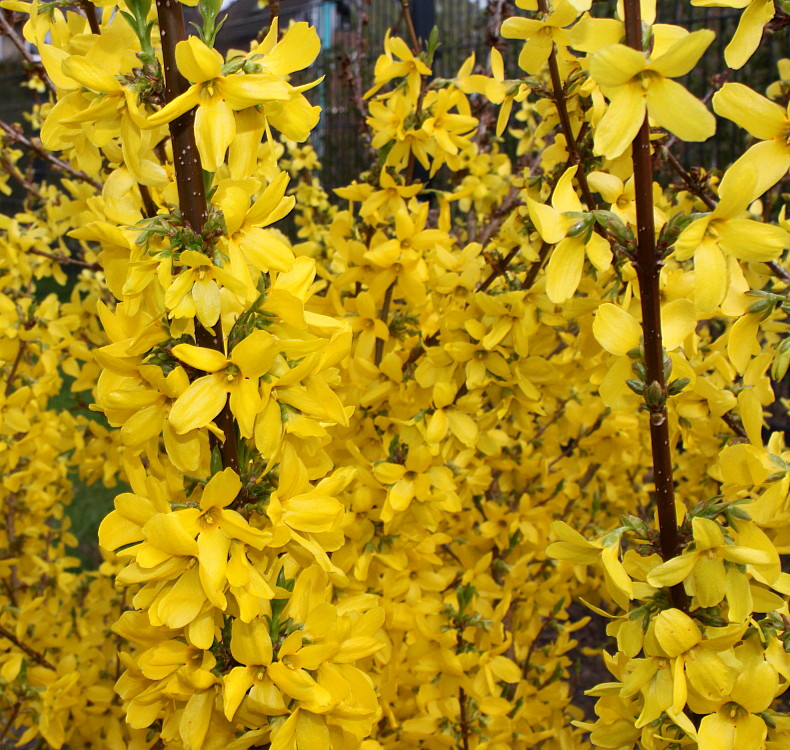 Image of Forsythia × intermedia specimen.