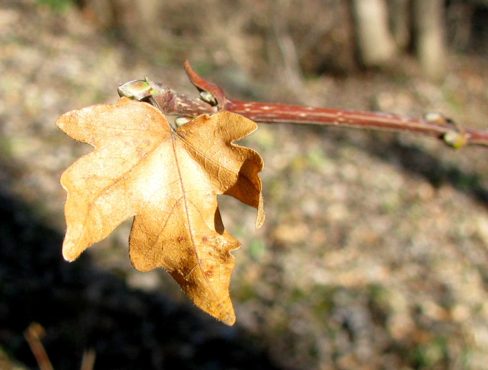 Image of Acer campestre specimen.