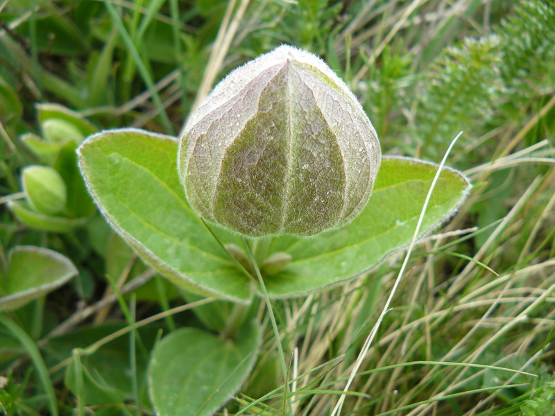 Изображение особи Clematis integrifolia.