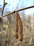 Corylus avellana. Мужское соцветие. Ставропольский край, г. Кисловодск, Курортный парк верхний. 08.04.2013.