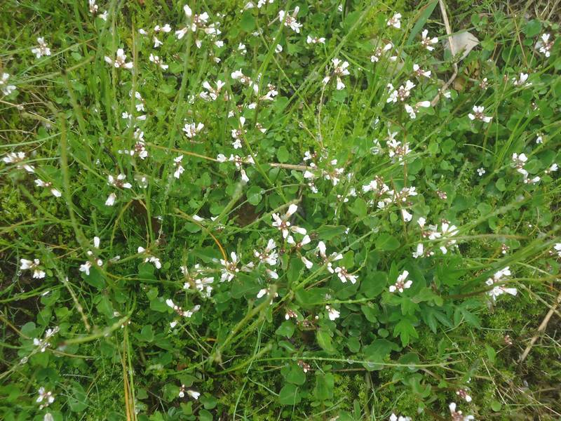 Image of Cardamine regeliana specimen.