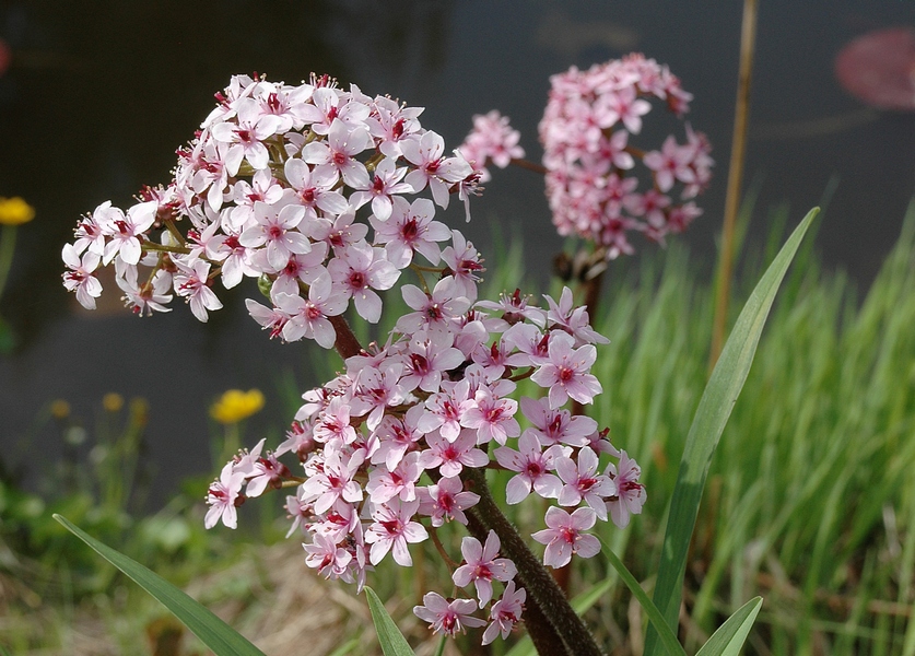 Image of Darmera peltata specimen.