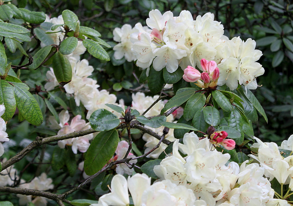 Image of Rhododendron wardii specimen.