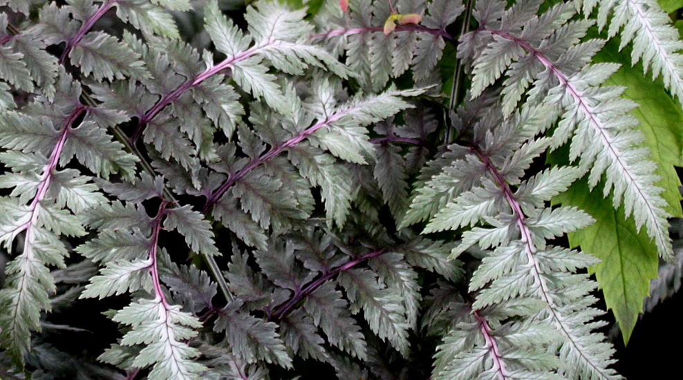 Image of Athyrium niponicum specimen.