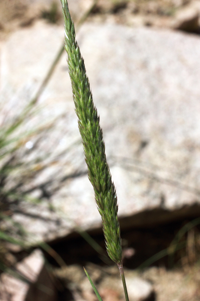 Image of Koeleria macrantha specimen.