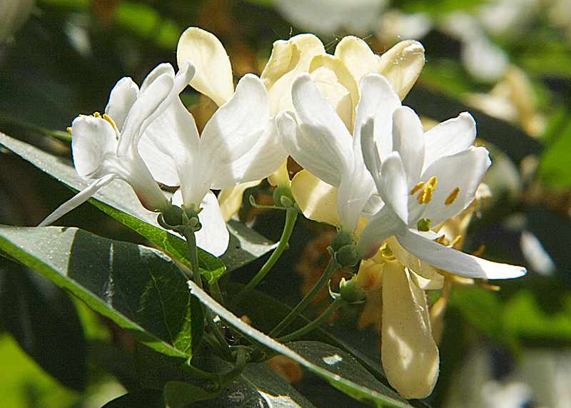 Image of Lonicera tatarica specimen.