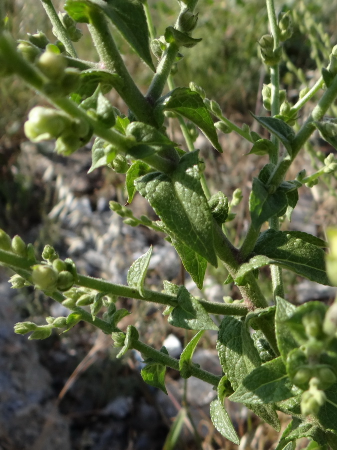 Изображение особи Verbascum sinuatum.