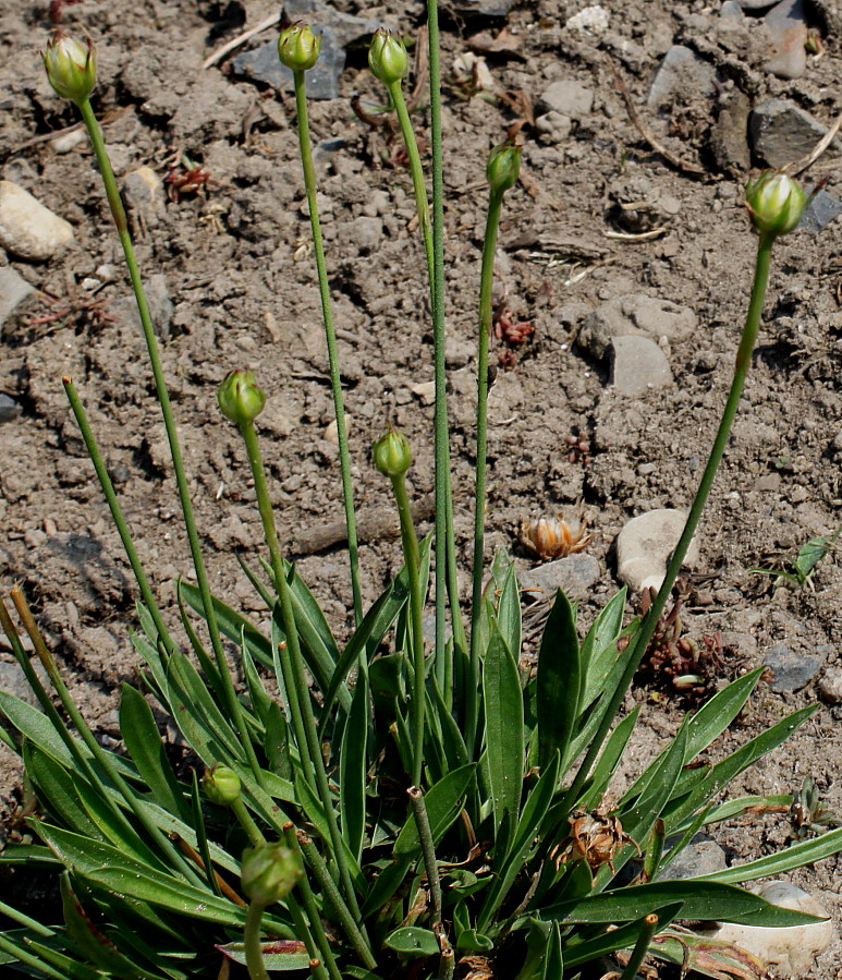 Изображение особи Armeria majellensis.