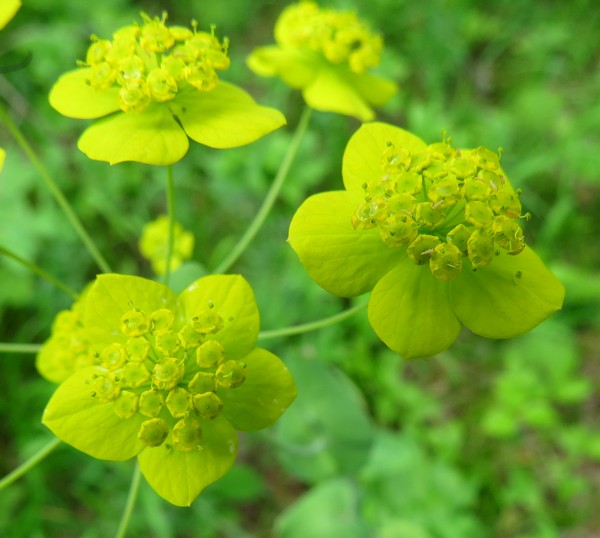 Изображение особи Bupleurum longifolium ssp. aureum.