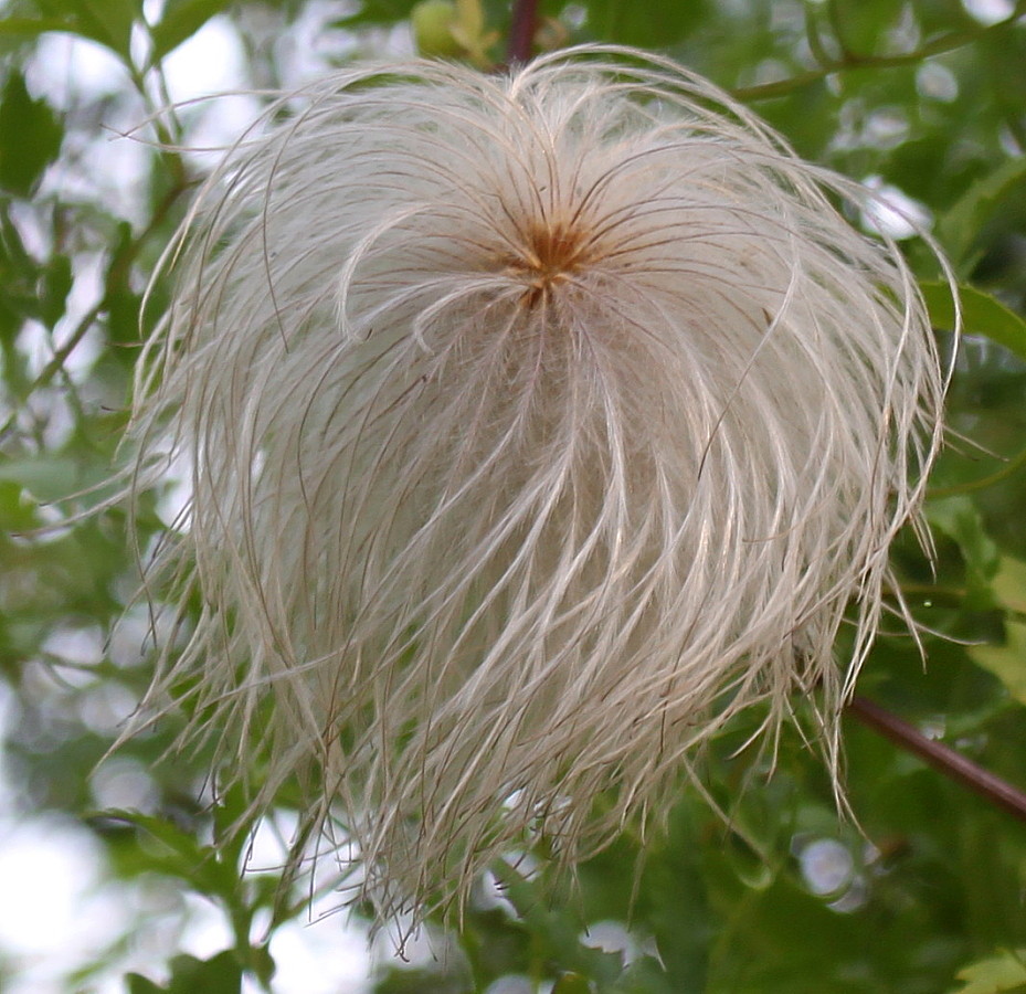 Image of Clematis tangutica specimen.