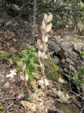 Fibigia eriocarpa. Высохшее плодоносящее растение. Краснодарский край, г. Новороссийск, ур. Широкая Балка, прибрежная гора, можжевеловое редколесье. 25.08.2013.