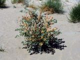 Astragalus chiwensis. Плодоносящее растение. Узбекистан, Бухарская обл., бугристые пески южнее озера Денгизкуль. 05.06.2009.