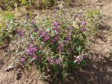 Phlomis pungens