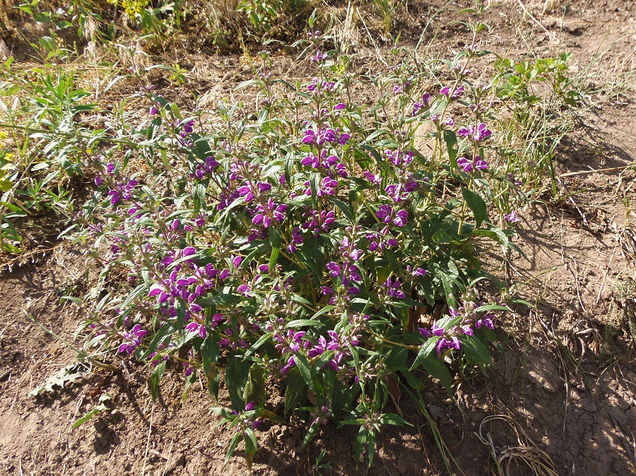 Image of Phlomis pungens specimen.