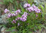 Oxytropis sordida. Цветущее растение. Кольский п-ов, Хибины, подножие у южного склона массива Кукисвумчорр. 17.06.2013.