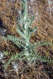 Pseudohandelia umbellifera