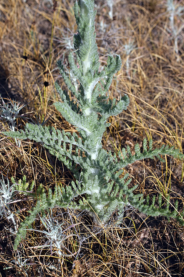 Изображение особи Pseudohandelia umbellifera.