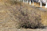 Salsola tragus