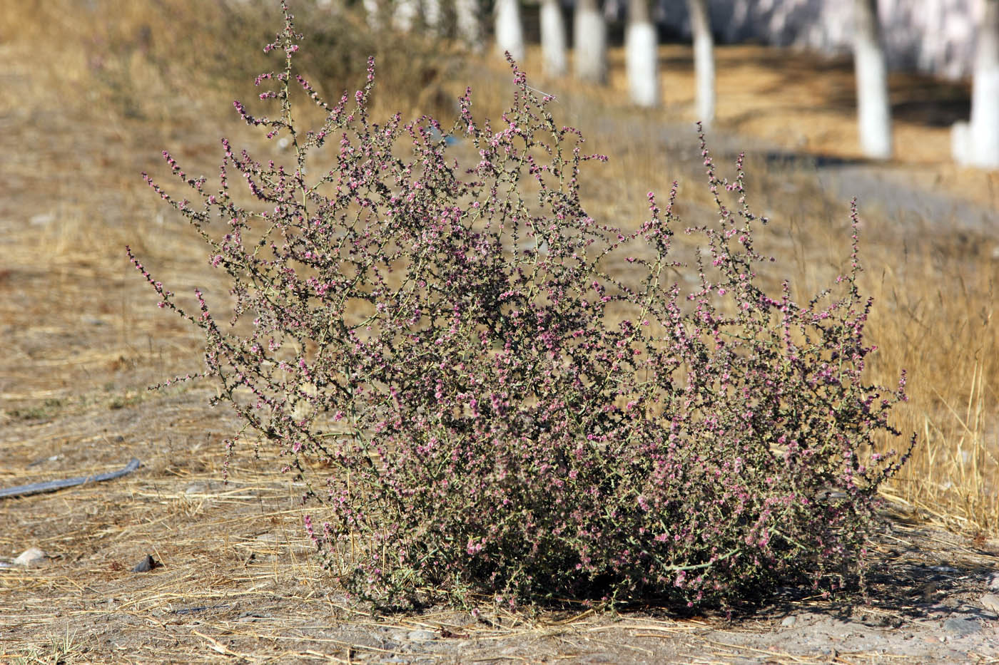 Изображение особи Salsola tragus.