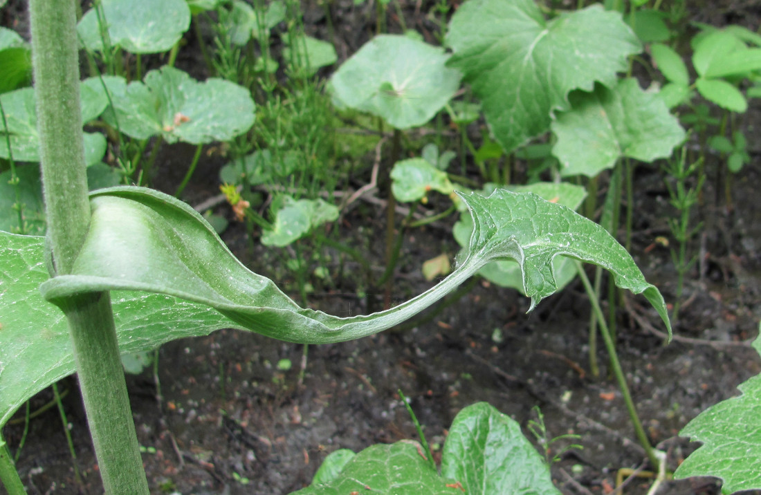 Image of Petasites frigidus specimen.