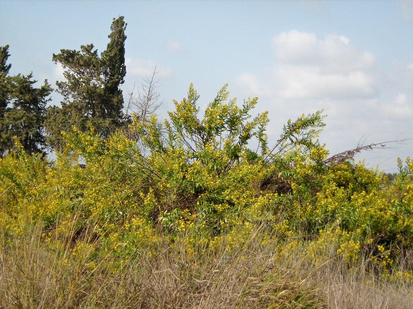 Image of Dittrichia viscosa specimen.