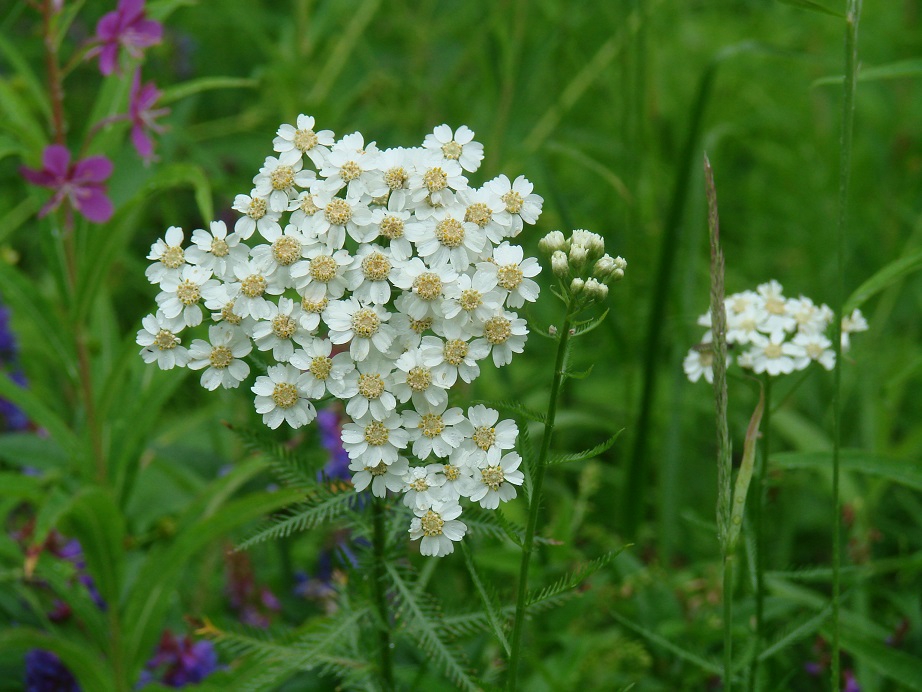 Image of Achillea impatiens specimen.