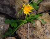 Taraxacum altaicum. Цветущее растение. Красноярский край, Шушенский р-н, хр. Борус, долина \"Венеция\", каменистая тундра, выс.1600 м н.у.м. 03.09.2013.