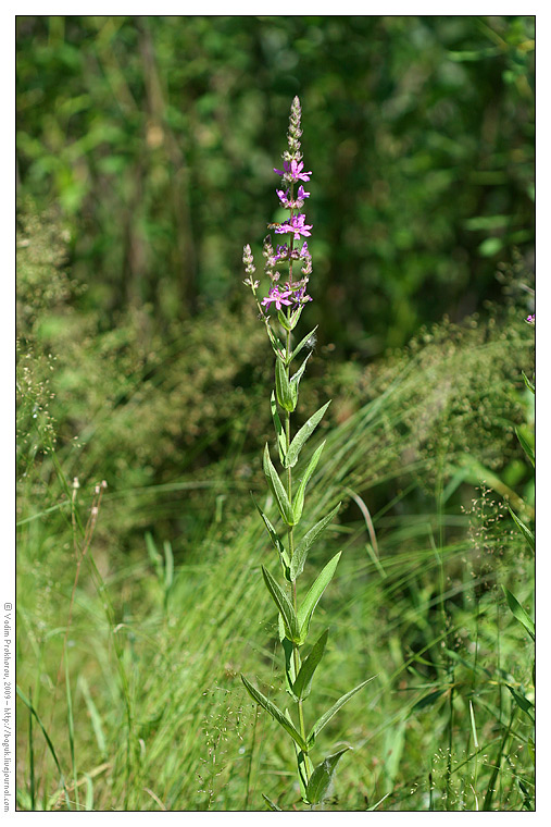 Image of Lythrum salicaria specimen.