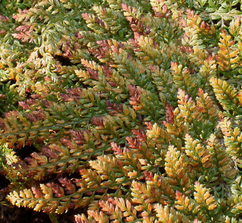 Image of Polystichum setiferum specimen.