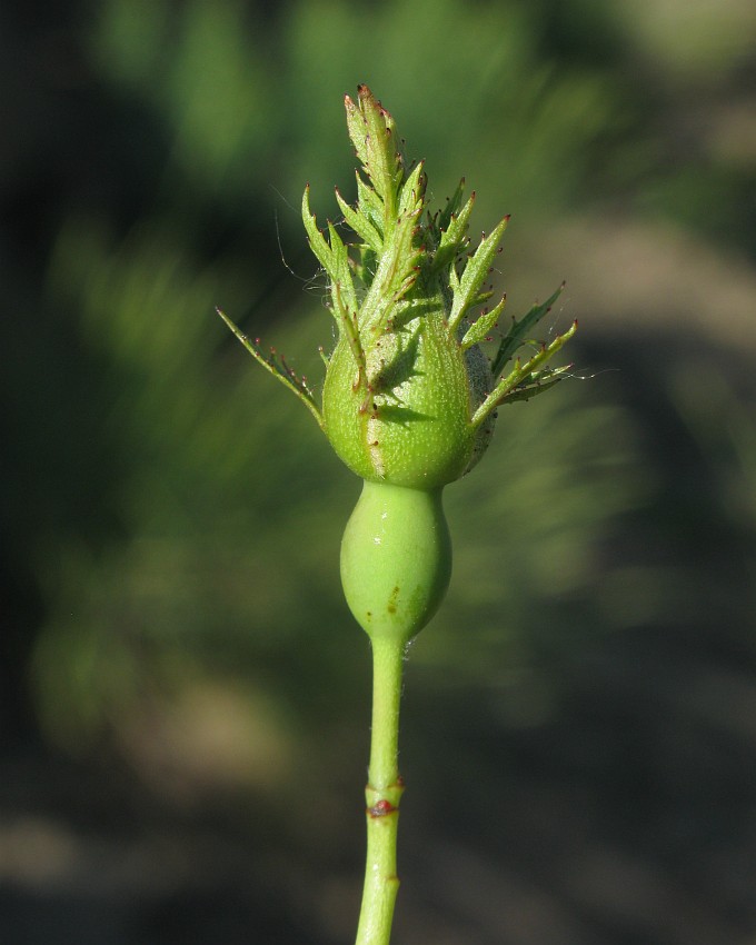 Image of genus Rosa specimen.