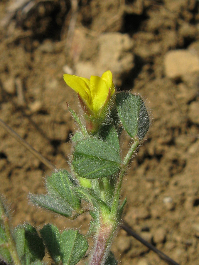 Image of Medicago rigidula specimen.