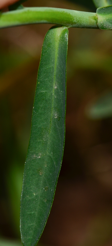 Image of Euphorbia terracina specimen.