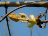 Aesculus hippocastanum. Верхушка побега с распускающимися листьями и соцветием. Московская обл., Железнодорожный, в культуре. 21.04.2014.