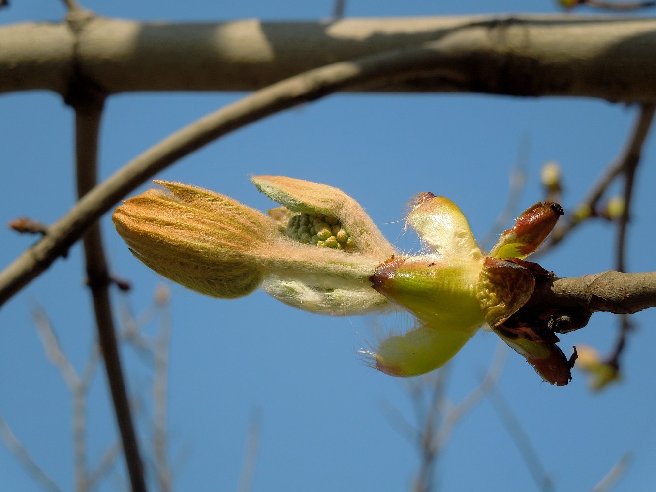 Изображение особи Aesculus hippocastanum.