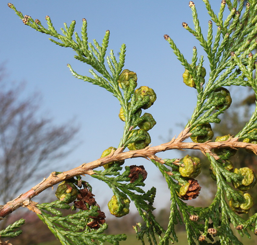 Изображение особи Chamaecyparis pisifera.