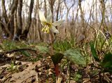 Erythronium caucasicum