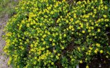 Genista germanica. Цветущее растение. Германия, г. Дюссельдорф, Ботанический сад университета. 28.04.2014.