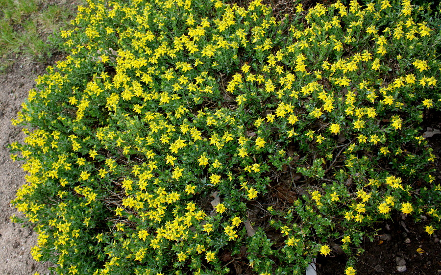 Изображение особи Genista germanica.