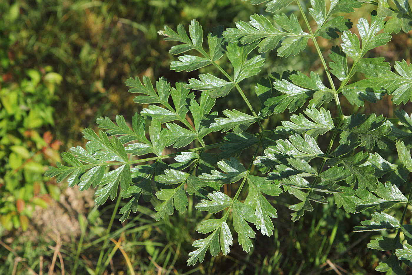 Image of Ferula kirialovii specimen.