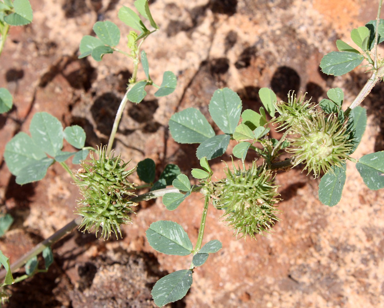 Image of Medicago polymorpha specimen.