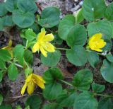 Lysimachia nummularia