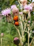 Cirsium setosum