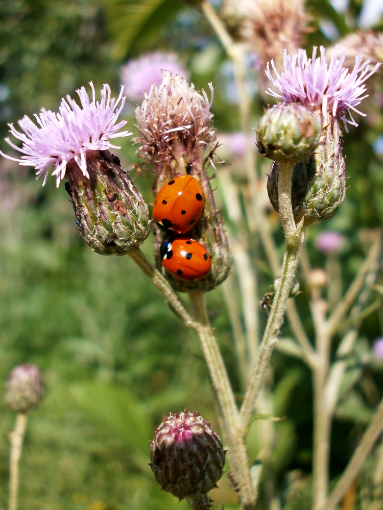 Изображение особи Cirsium setosum.