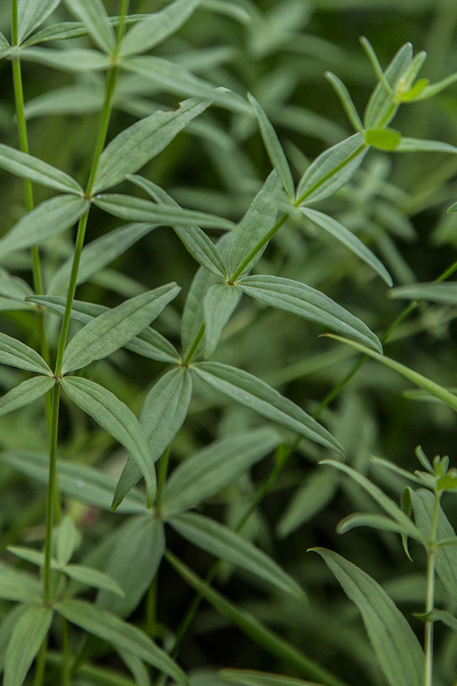 Image of Galium boreale specimen.